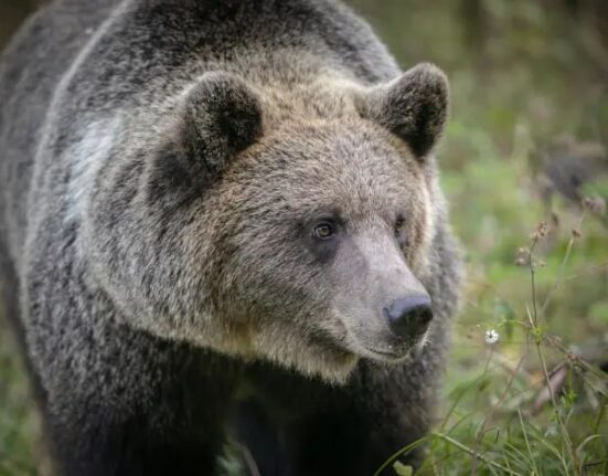 Ursul care l-a atacat pe șeful Salvamont Predeal a fost împușcat / Bărbatul va fi transferat cu avionul la Spitalul Floreasca