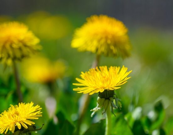 Ierburile din farmacia dacilor, căutate de români primăvara. Cât de sănătoase sunt urzica, leurda, izma și păpădia