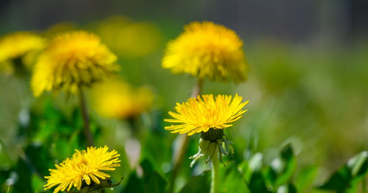 Ierburile din farmacia dacilor, căutate de români primăvara. Cât de sănătoase sunt urzica, leurda, izma și păpădia