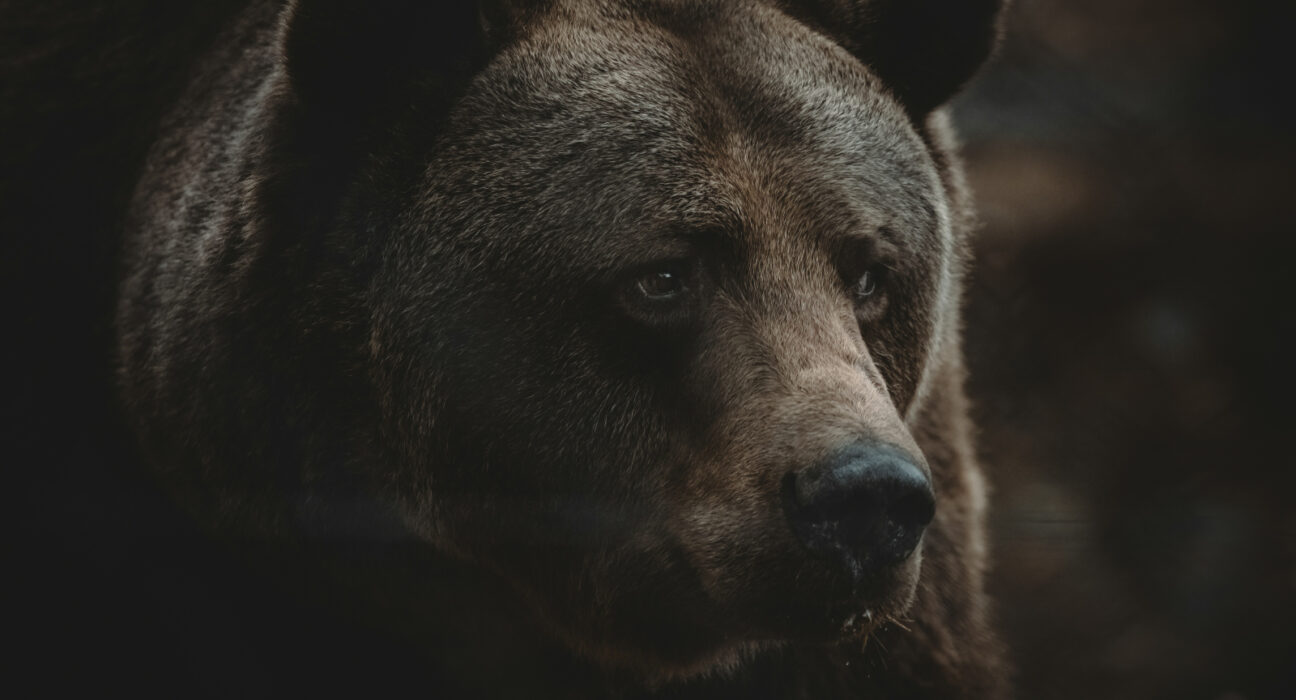 Slovacia împușcă 350 de urși după ce un bărbat a fost ucis, în timp ce se plimba: Nu putem trăi într-o țară în care oamenii devin hrană pentru urși