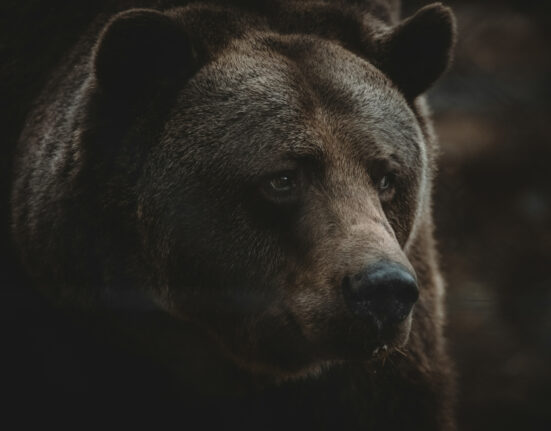 Slovacia împușcă 350 de urși după ce un bărbat a fost ucis, în timp ce se plimba: Nu putem trăi într-o țară în care oamenii devin hrană pentru urși