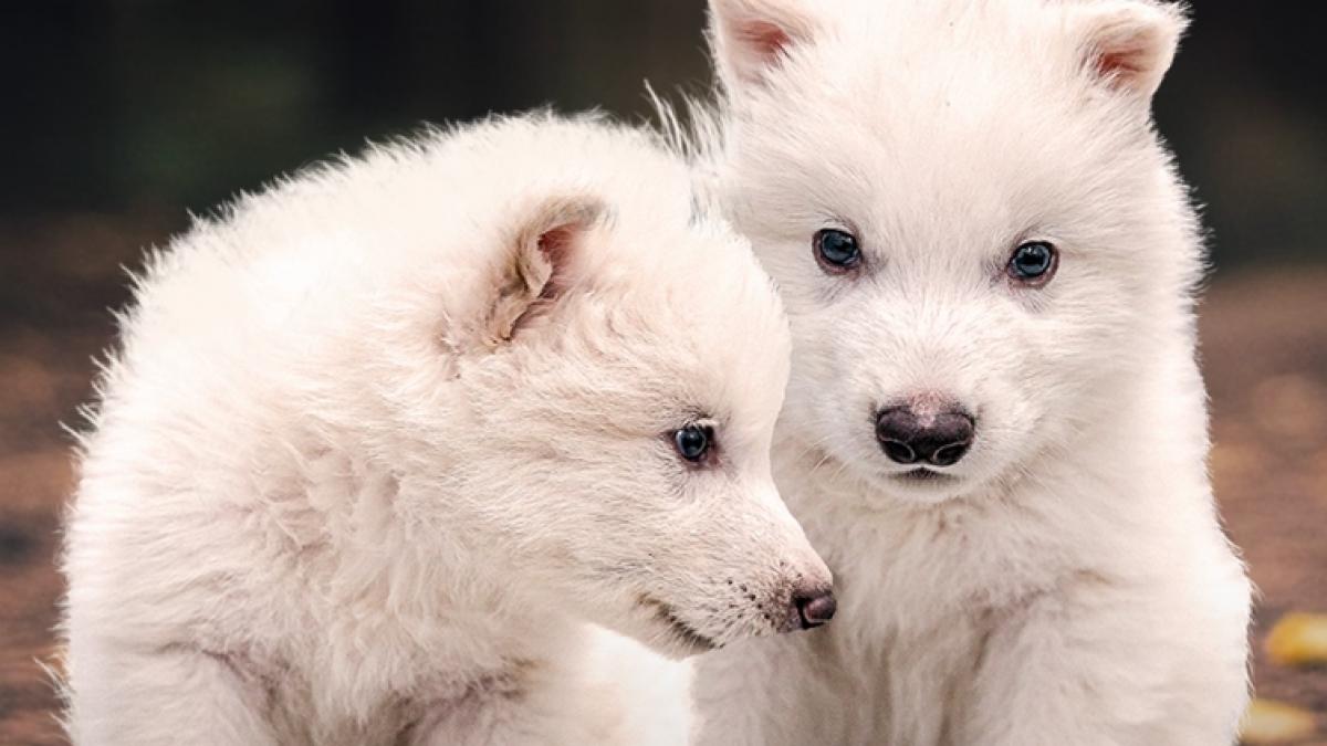 Dire Wolf, lupii preistorici giganți din Game of Thrones, aduși la viață de o companie biotech din SUA