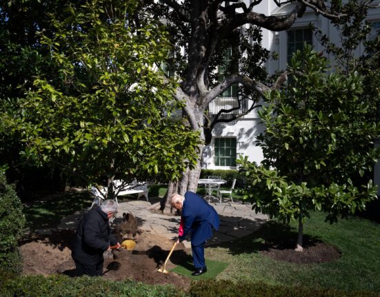 VIDEO „Înarmat” cu o lopată din aur, Trump a plantat o „MAGAnolia” în grădinile Casei Albe
