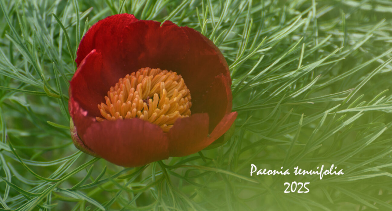 Au înflorit bujorii de stepă. Locul unic în Europa se află în Zau de Câmpie, unde cu grijă, iubire și devotament, istoria minunatei flori merge mai departe