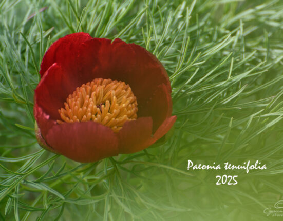 Au înflorit bujorii de stepă. Locul unic în Europa se află în Zau de Câmpie, unde cu grijă, iubire și devotament, istoria minunatei flori merge mai departe