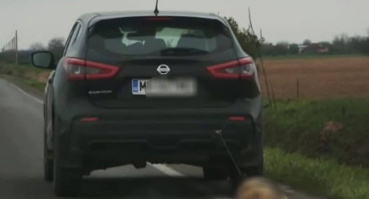 Cățelușa târâtă de mașină TRĂIEȘTE: FOTO/ ”Starea ei generală este foarte bună”