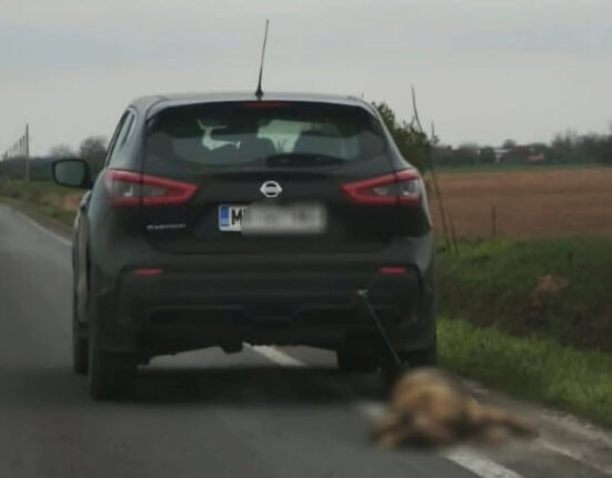 Cățelușa târâtă de mașină TRĂIEȘTE: FOTO/ ”Starea ei generală este foarte bună”