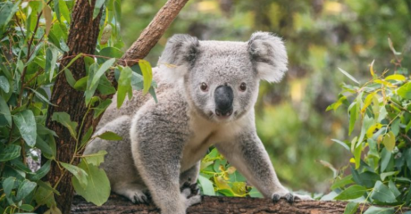 Guvernul australian a dat ordin ca drăgălașii ursuleți koala să fie împușcați direct din elicoptere. Motivul acestei decizii controversate