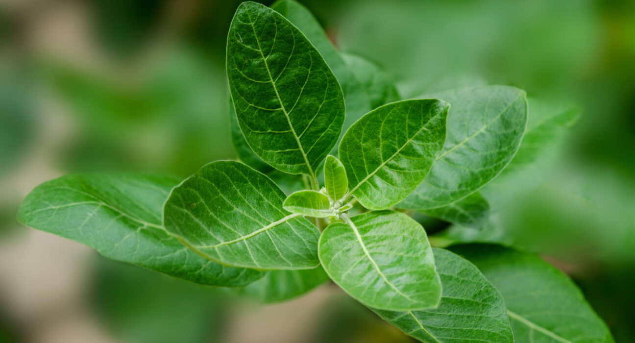 Planta care a devenit virală peste noapte: Te scapă de stres, dar îți poate distruge ficatul!