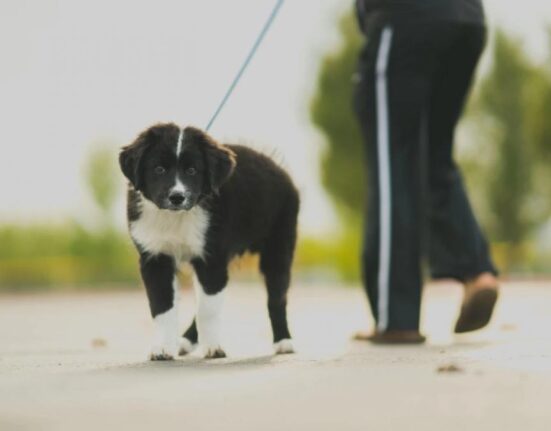 India: tot ce mișcă merge la pușcărie 