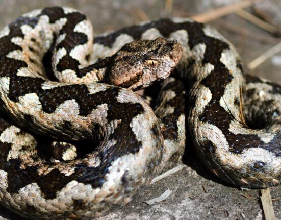 Avertismentul medicilor, în cazul mușcăturii de viperă: „Nu încercaţi să aspiraţi veninul