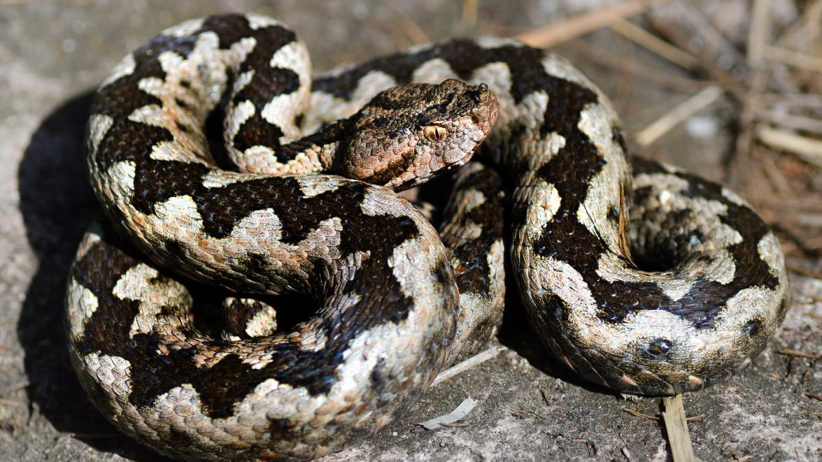 Avertismentul medicilor, în cazul mușcăturii de viperă: „Nu încercaţi să aspiraţi veninul