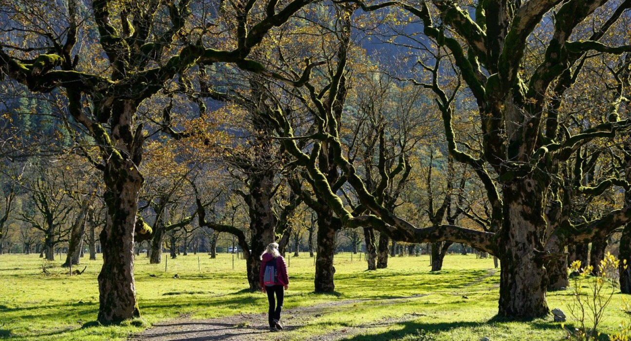 Un bărbat de 27 de ani a decedat, iar o femeie a fost rănită după ce un copac a căzut peste cei doi pe Aleea de sub Tâmpa din Braşov