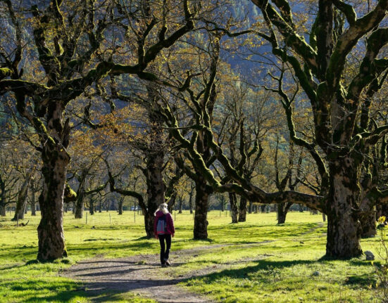 Un bărbat de 27 de ani a decedat, iar o femeie a fost rănită după ce un copac a căzut peste cei doi pe Aleea de sub Tâmpa din Braşov