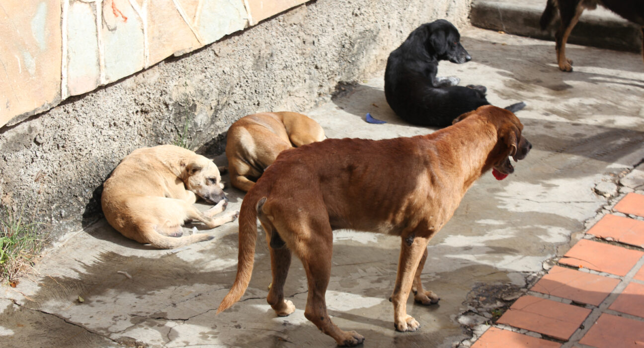 Dincolo de mitul hingherului. Ce înseamnă cu adevărat sterilizarea câinilor fără stăpân /video