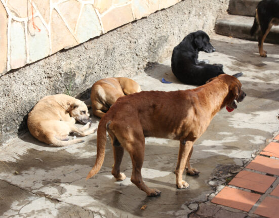 Dincolo de mitul hingherului. Ce înseamnă cu adevărat sterilizarea câinilor fără stăpân /video