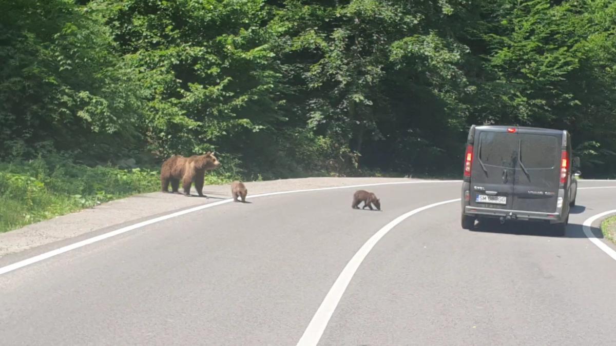 Secretul mortal de pe Transfăgărășan: „Ursul nu e pisică”. Bâlciul „milogilor” ucigași de turiști