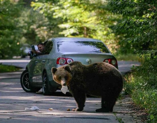 Amenzi de până la 12.000 de euro pentru un selfie cu ursul