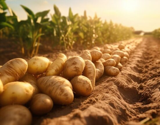 Ministrul Agriculturii a cerut ANAF să verifice de ce crește atât de mult prețul cartofilor