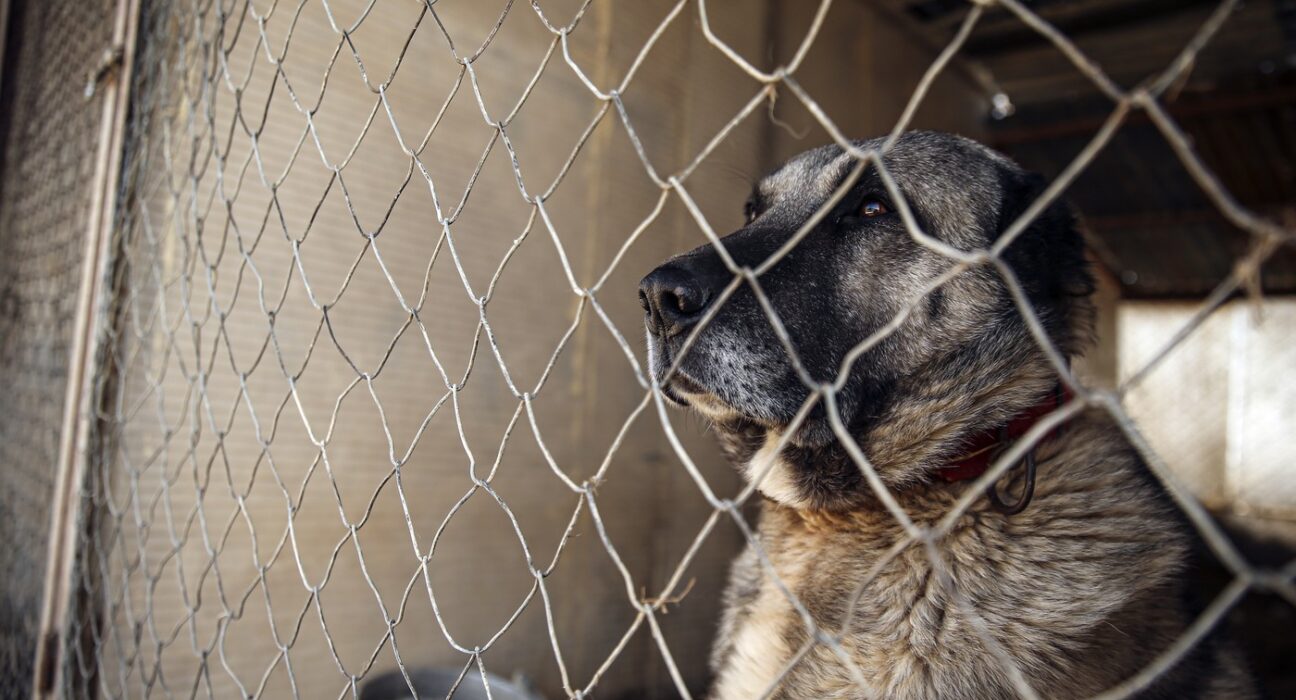 Tânăr de 21 de ani, cu răni grave după ce a fost atacat în Munții Făgăraș de câini din rasa Kangal