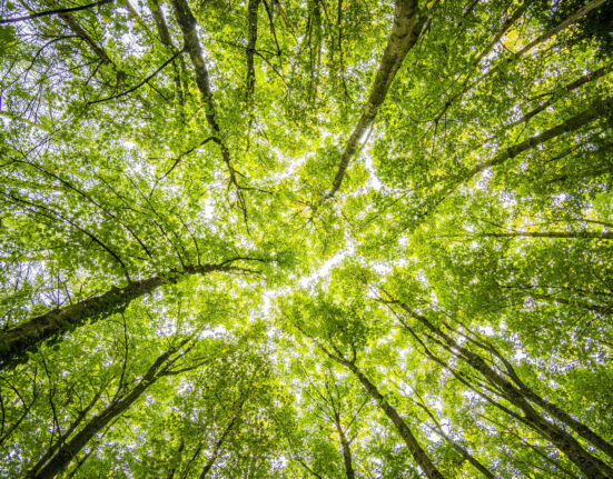 Schimbările climatice și impactul în economie, conferință DCMedia Group, LIVE, vineri, de la ora 10:00