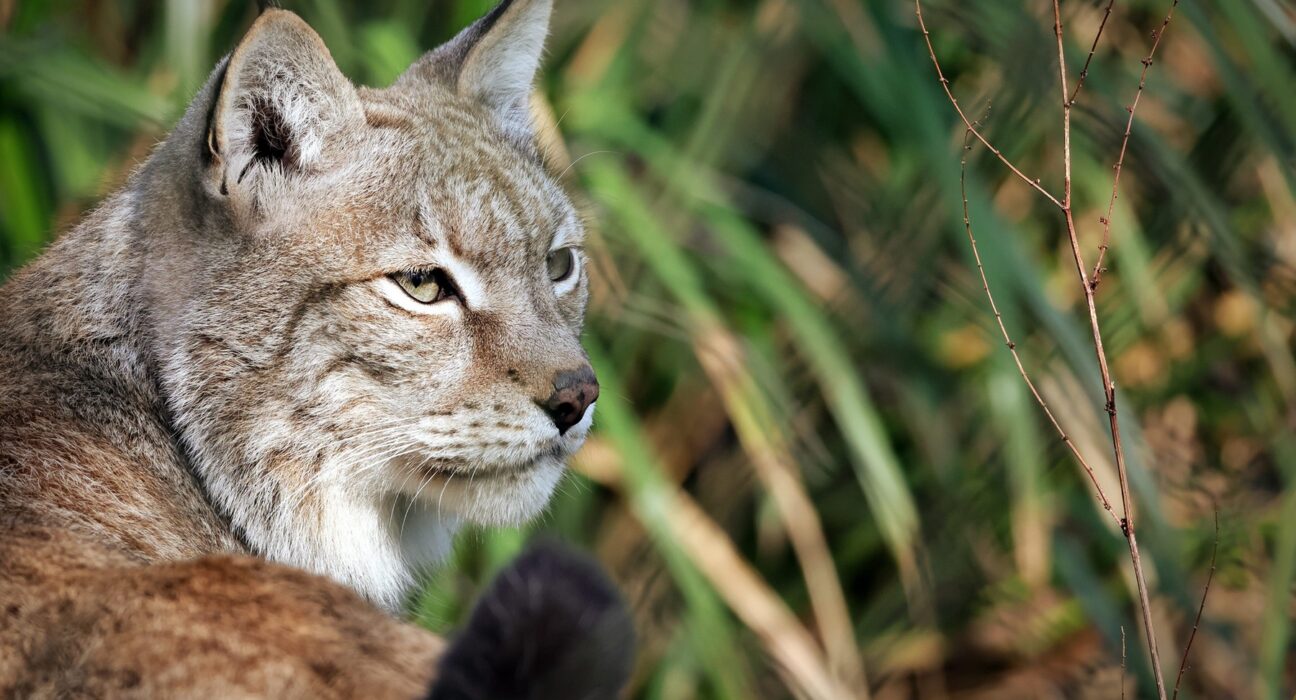 Apel neobișnuit: O grădină zoologică cere „donarea” animalelor de companie nedorite, pentru hrănirea prădătorilor