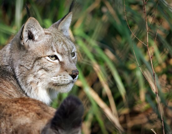 Apel neobișnuit: O grădină zoologică cere „donarea” animalelor de companie nedorite, pentru hrănirea prădătorilor