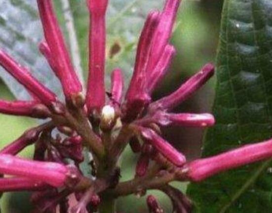 De la dispariție la speranță. O plantă rară a fost găsită în Himalaya