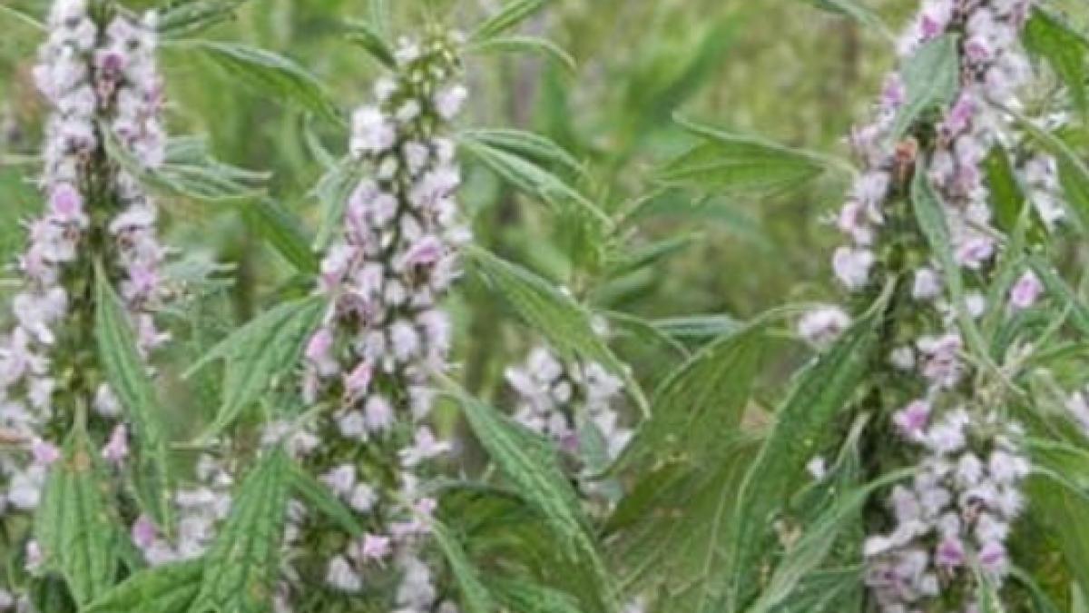 Talpa Gâștei, planta minune care calmează nu doar oamenii, ci și animalele