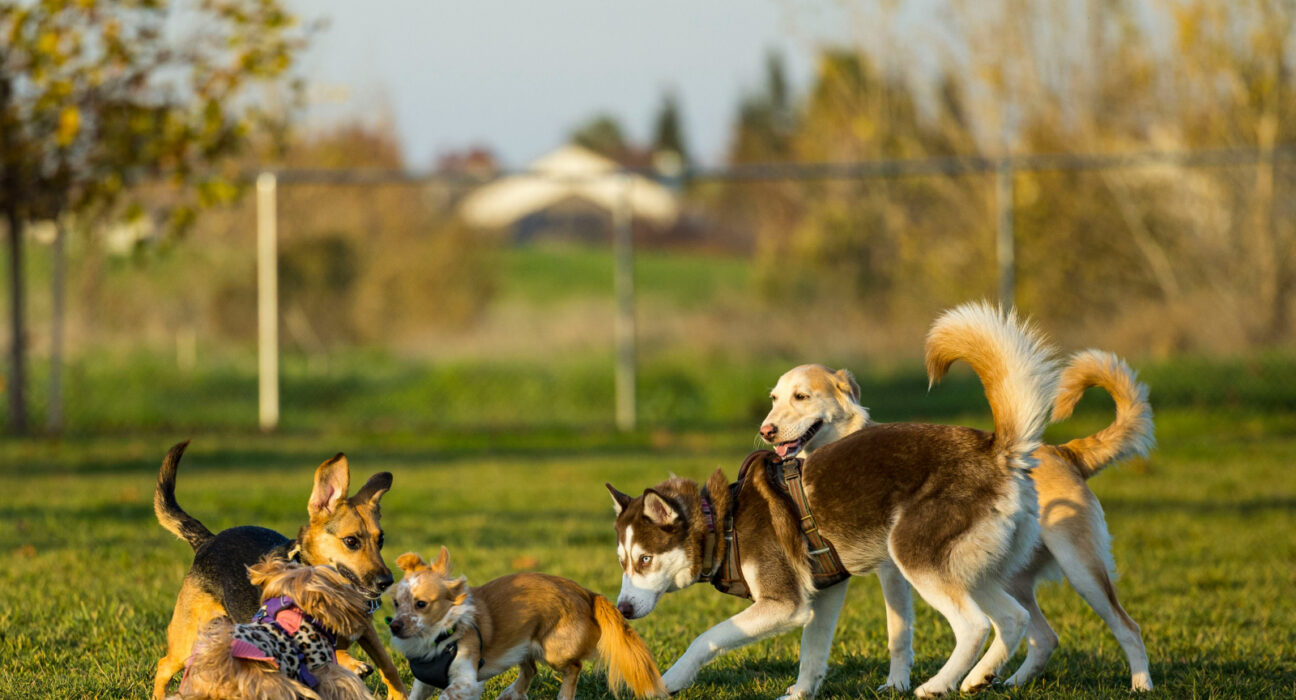 Avertisment pentru stăpânii de câini: aceste rase iubite riscă probleme grave de sănătate. Explicațiile unui medic veterinar