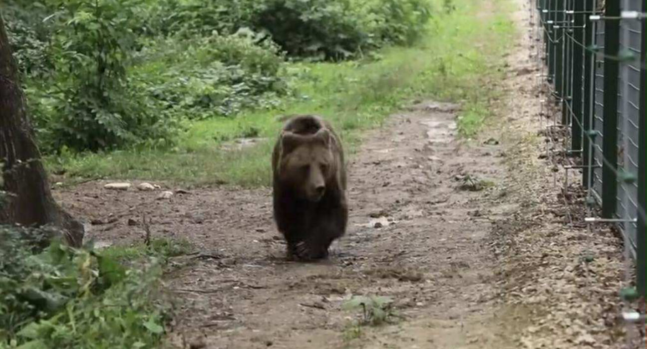 Mogly, o ursoaică trăită 13 ani în captivitate, nu reușește să se bucure încă de libertate. Imagini sfâșietoare cu animalul (VIDEO)