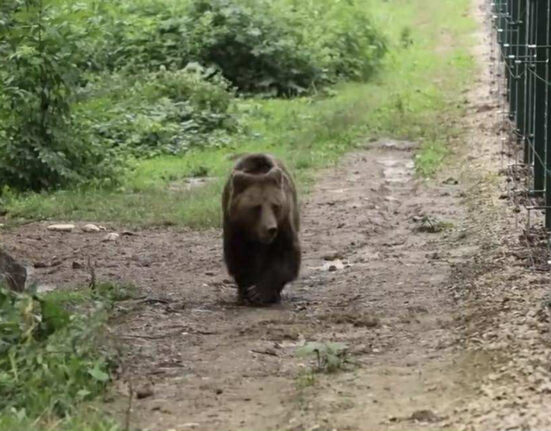 Mogly, o ursoaică trăită 13 ani în captivitate, nu reușește să se bucure încă de libertate. Imagini sfâșietoare cu animalul (VIDEO)