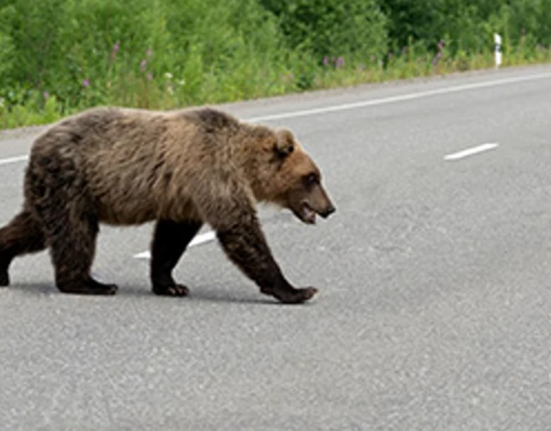 Motociclist străin, mușcat de urs pe Transfăgărășan în timp ce era oprit în coloană