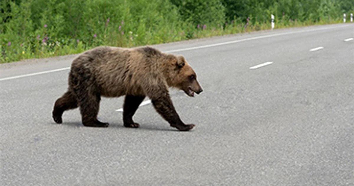 Motociclist străin, mușcat de urs pe Transfăgărășan în timp ce era oprit în coloană