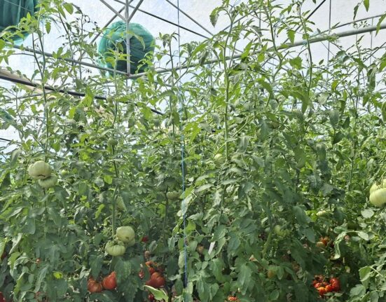 Bondarii și prădătorii, aliații legumicultorilor