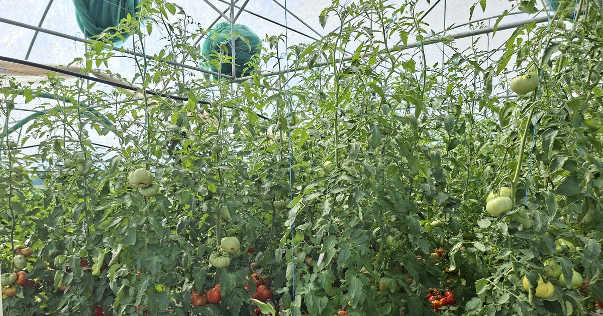 Bondarii și prădătorii, aliații legumicultorilor