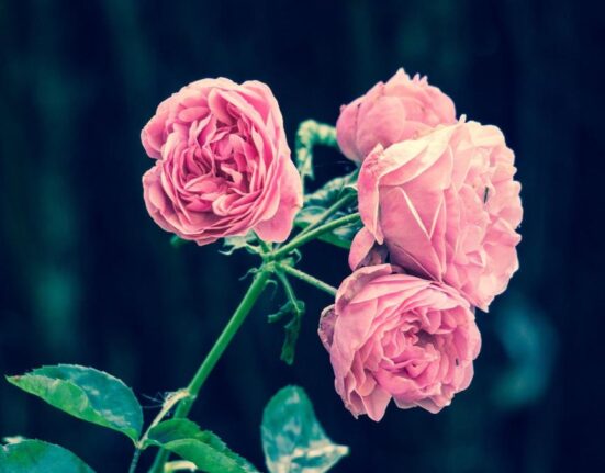 Descoperire revoluționară. Parfumul de trandafir protejează creierul împotriva declinului cognitiv