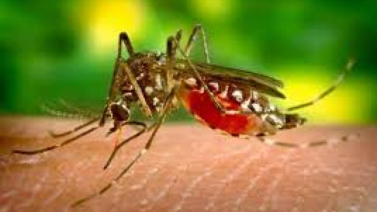 18 români infectați cu West Nile în această vară, majoritatea din București