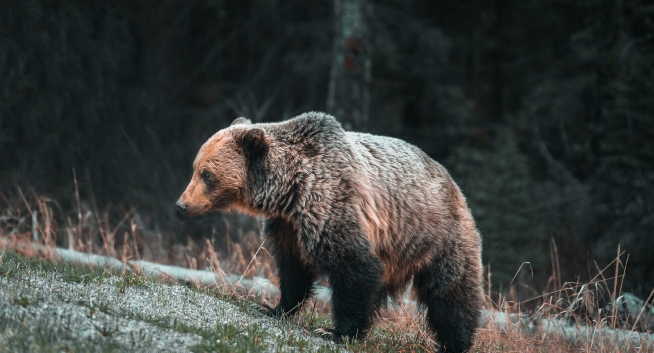 Bărbat atacat de urs în timp ce lucra pe câmp