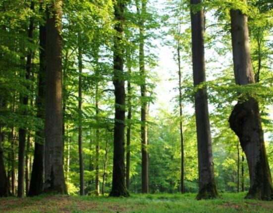 Ikea, acuzată că ar folosi lemn din pădurile seculare ale României: Respectăm legislația și standardele FSC