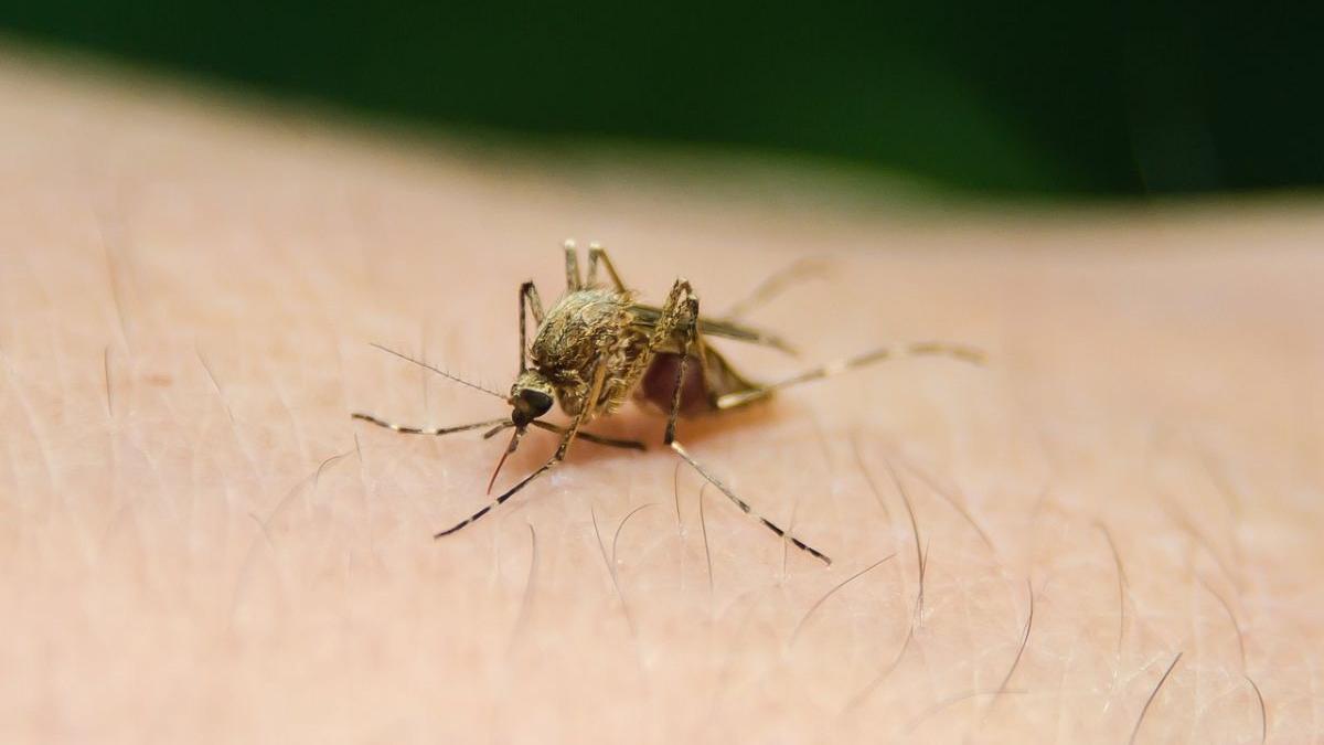Virusul West Nile în România: 30 de cazuri de infecție, vârstnicii rămân cei mai vulnerabili