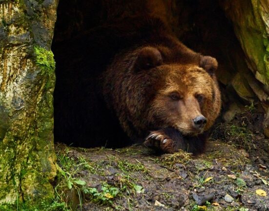 Ar trebui să ne temem de urșii din Carpați? „Uneori e un moșneag bondoc. Alteori atacă fără motiv”