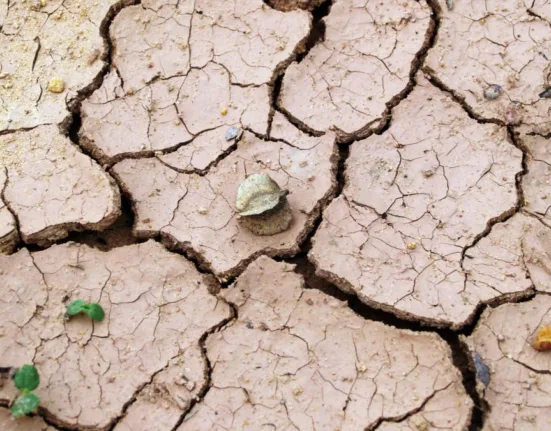 Seceta distruge recoltele fermierilor din Europa: „Am pierdut tot. E devastator. Mi se frânge inima”