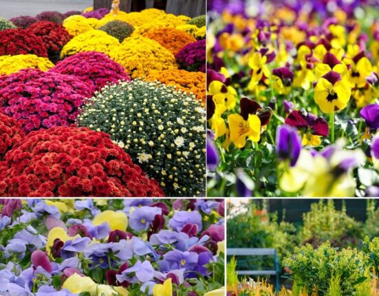 Plante perfecte pentru toamnă. Floarea miraculoasă care înflorește în frig și aduce culoare instant pe balcon și în grădină