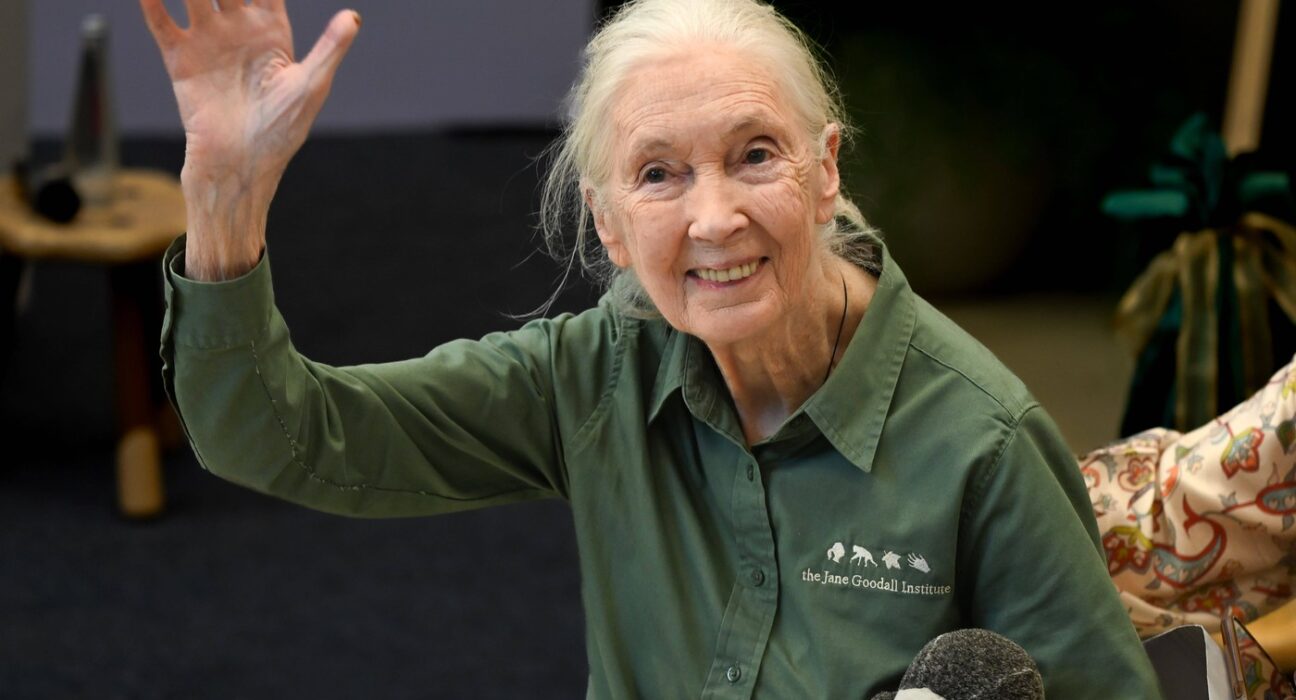 A murit celebra cercetătoare Jane Goodall, pionieră în studiul aprofundat al cimpanzeilor şi apărătoare a vieţii sălbatice