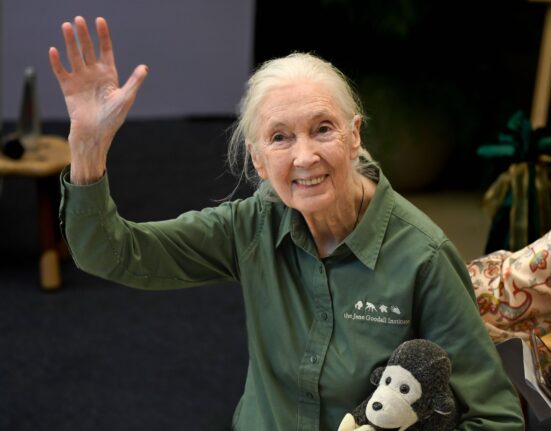 A murit celebra cercetătoare Jane Goodall, pionieră în studiul aprofundat al cimpanzeilor şi apărătoare a vieţii sălbatice