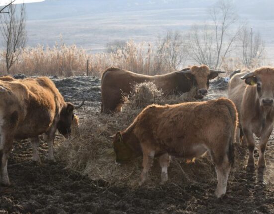 Măsuri de protejare a animalelor în județele aflate sub COD ROȘU