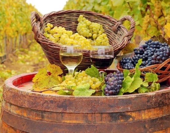 Podgoriile unde strugurii se strâng noaptea. Momentul în care se culege recolta influențează gustul vinului