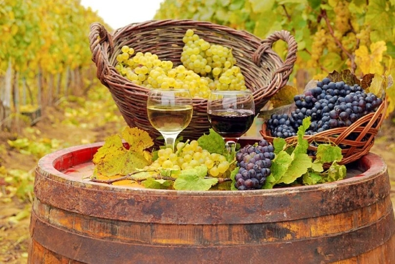 Podgoriile unde strugurii se strâng noaptea. Momentul în care se culege recolta influențează gustul vinului