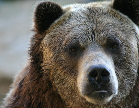 Mesaj RO-Alert după ce a fost semnalată prezența unui urs în curtea unei școli din Alba